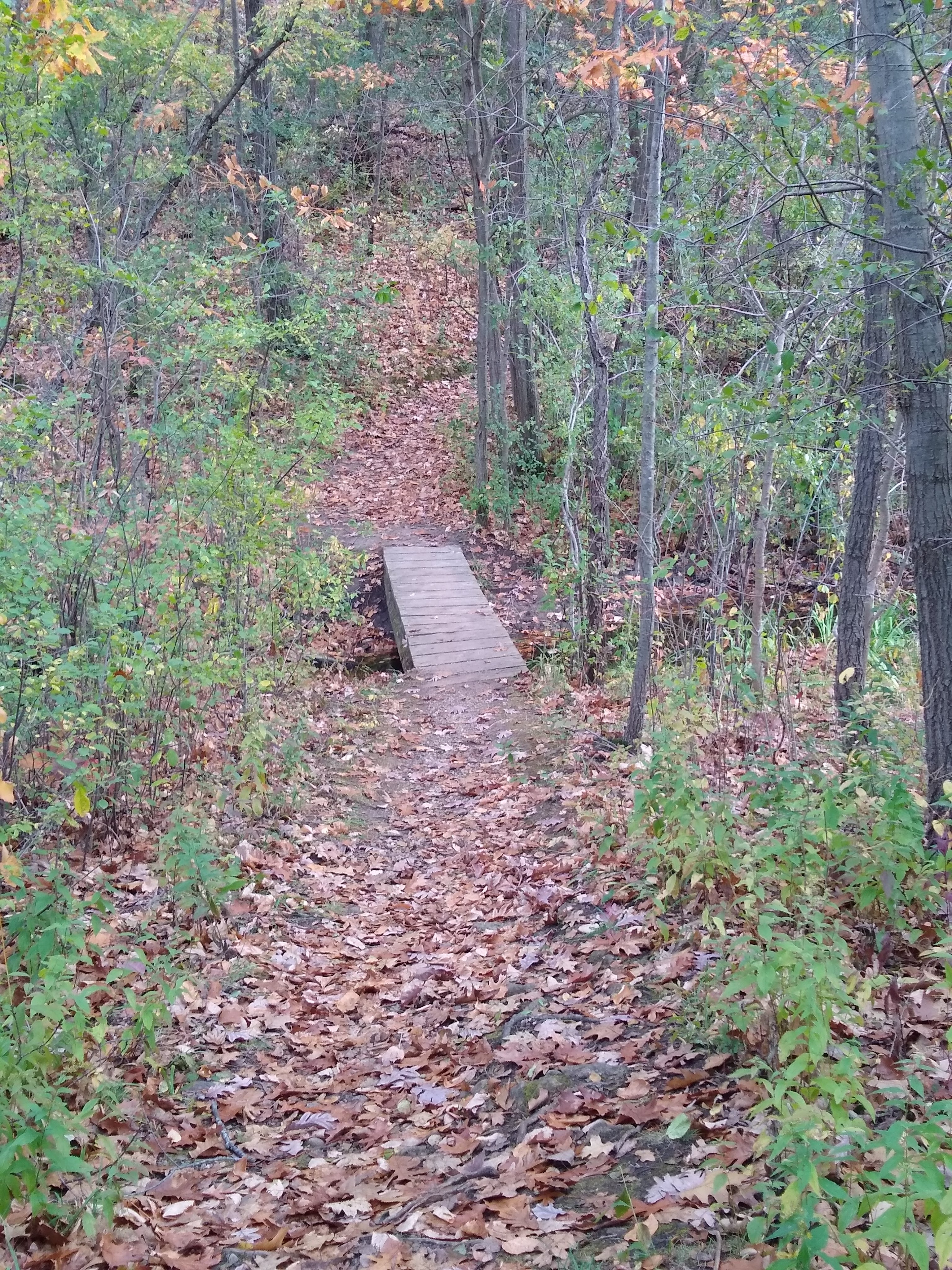 Wehmhoff Woodland Preserve photo 2