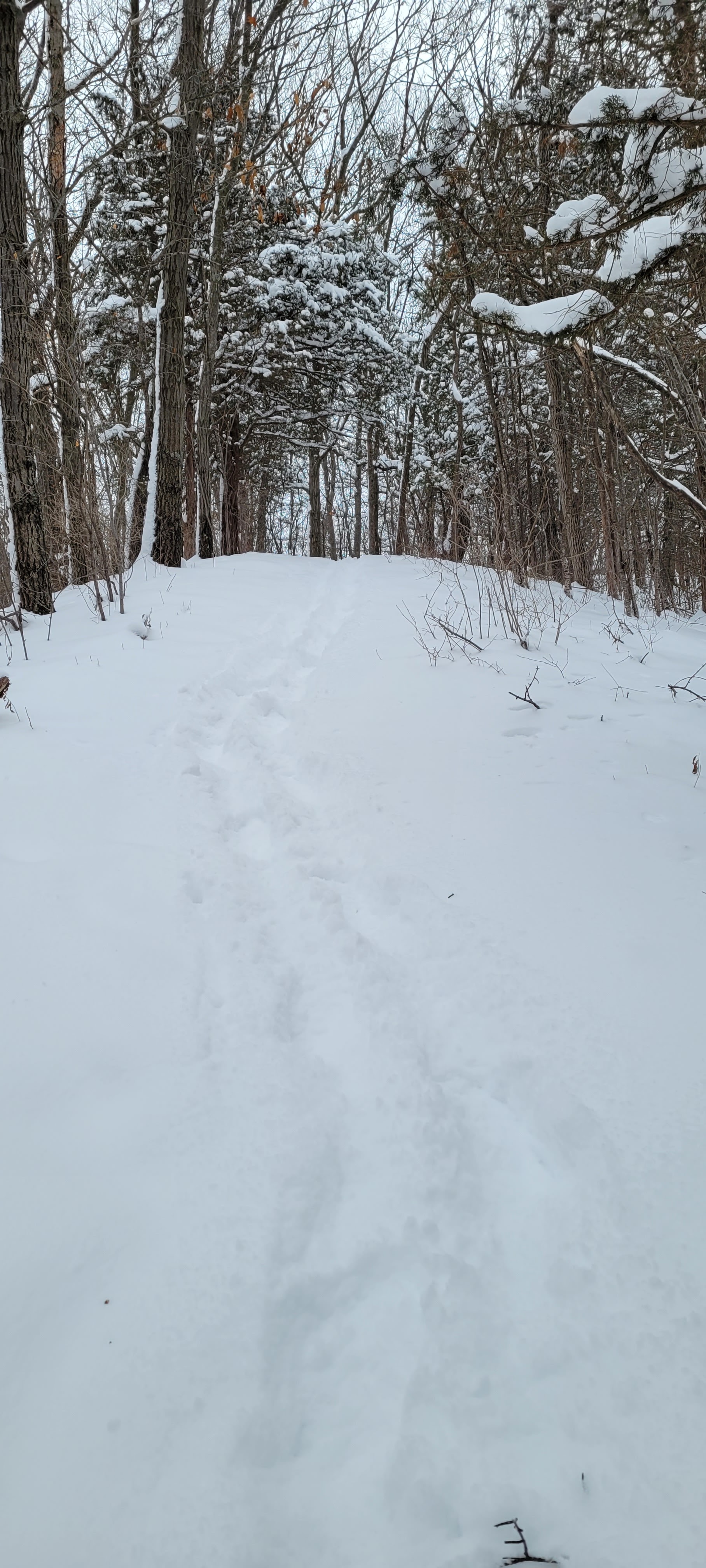 Wehmhoff Woodland Preserve photo 3