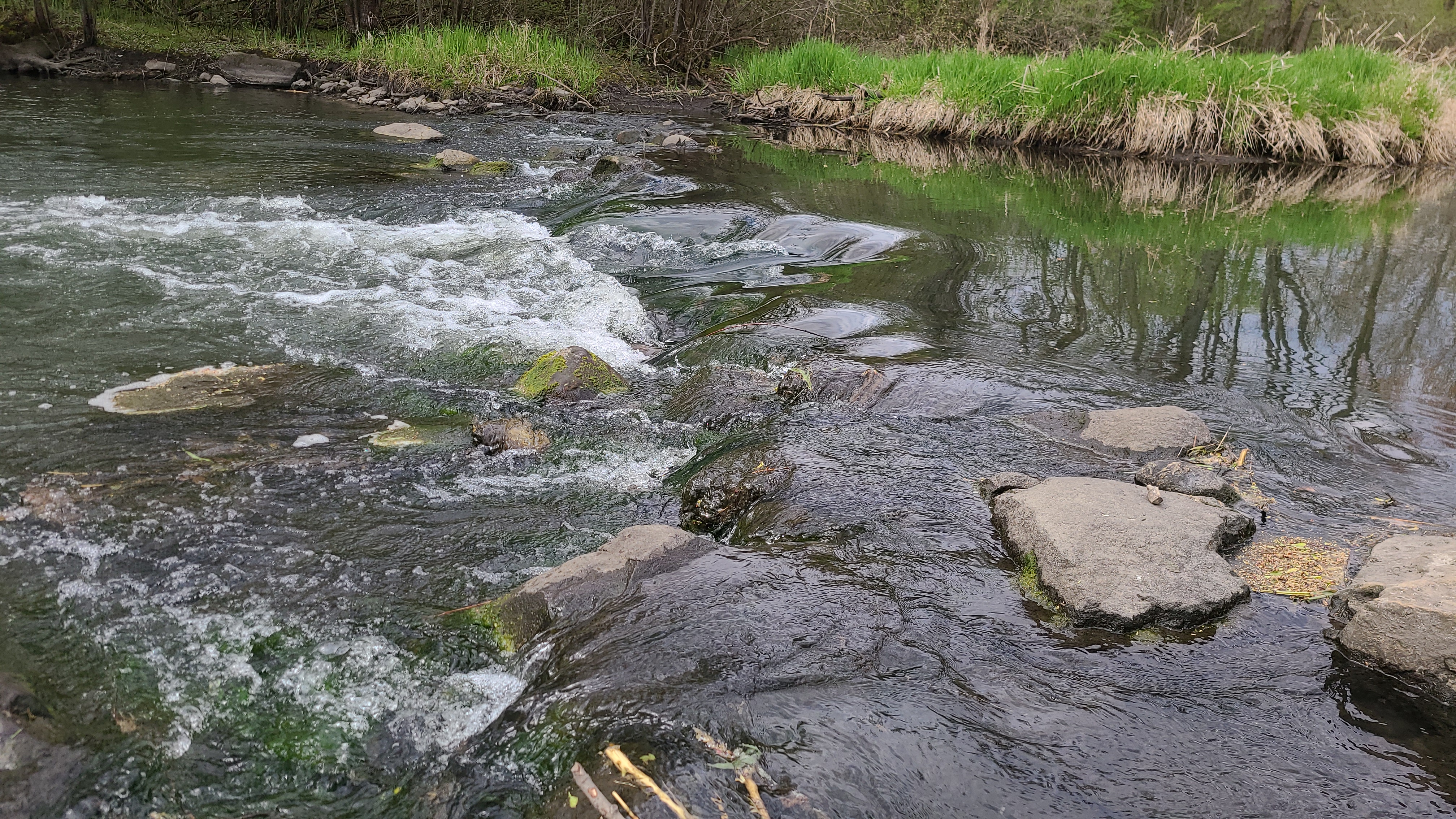 Wehmhoff Woodland Preserve photo 5