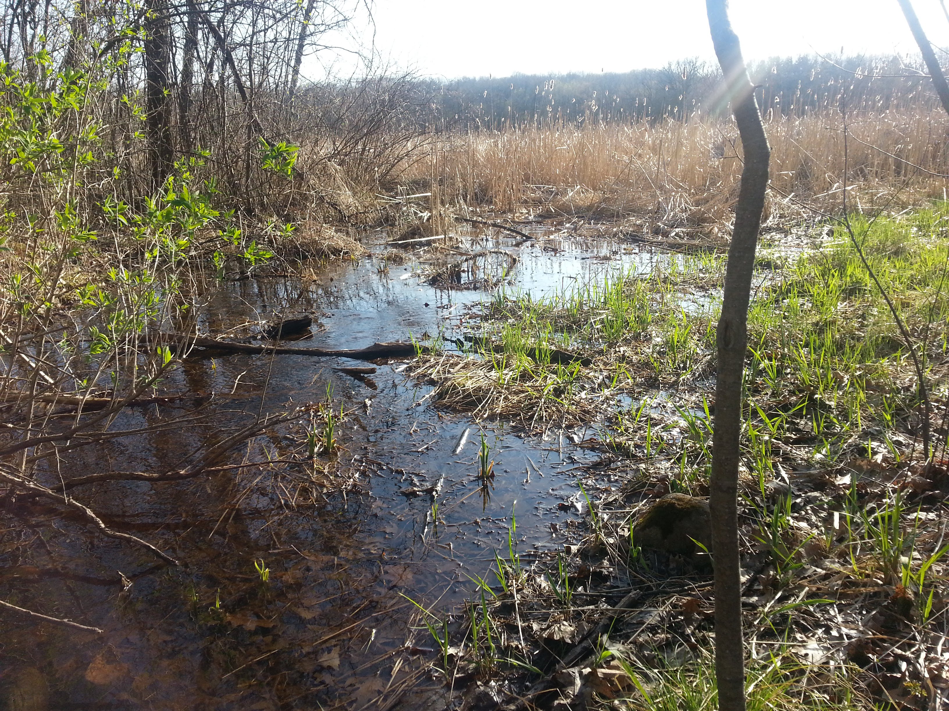 Wehmhoff Woodland Preserve photo 6