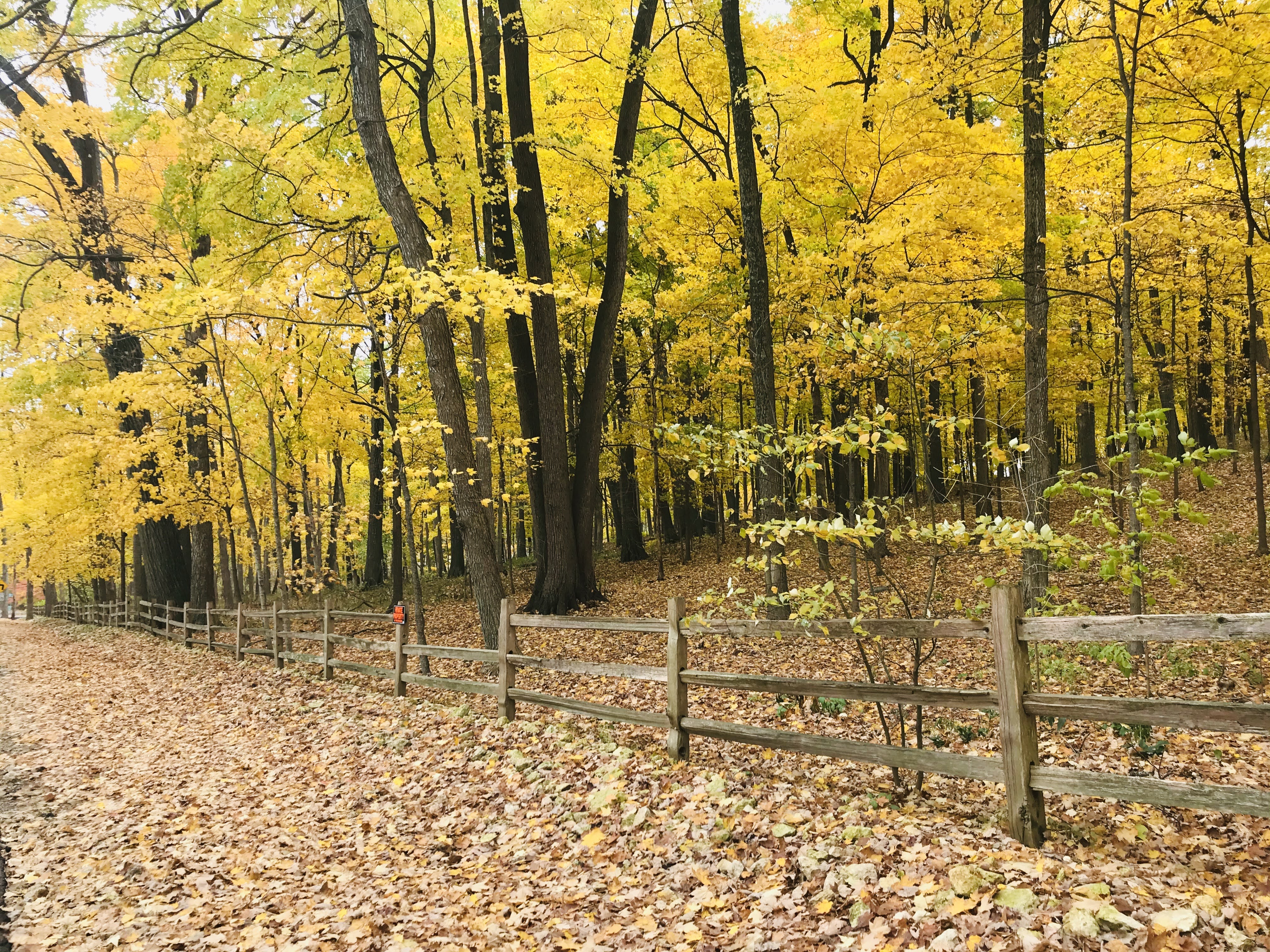 Rustic Road 29 photo 2