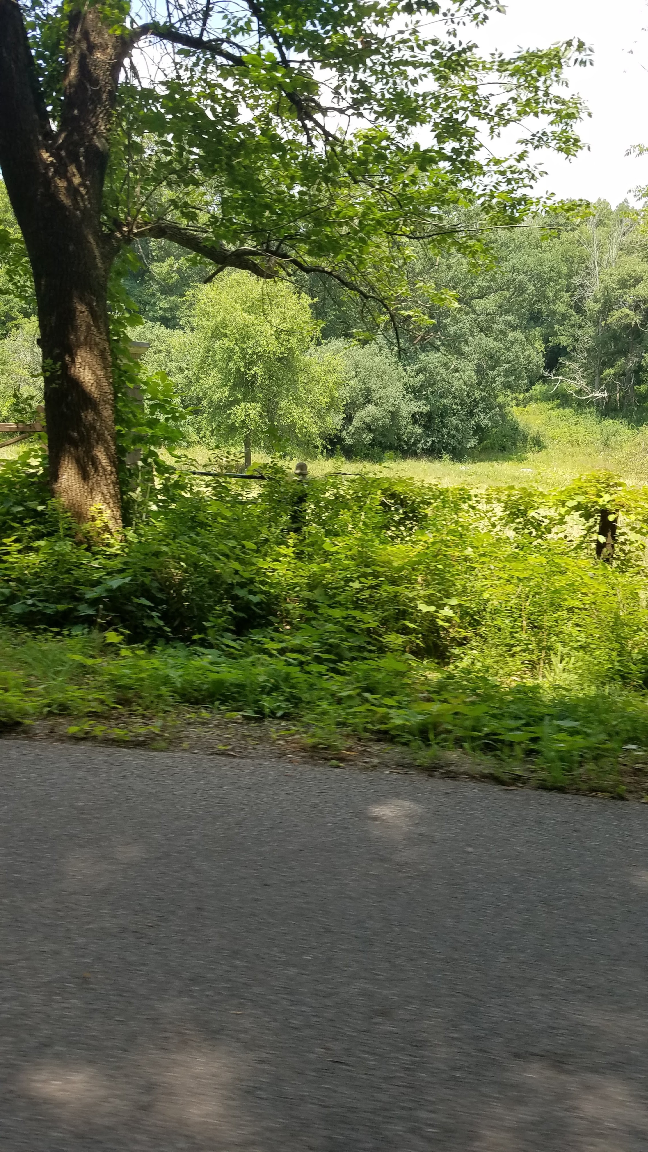 Rustic Road 29 photo 6