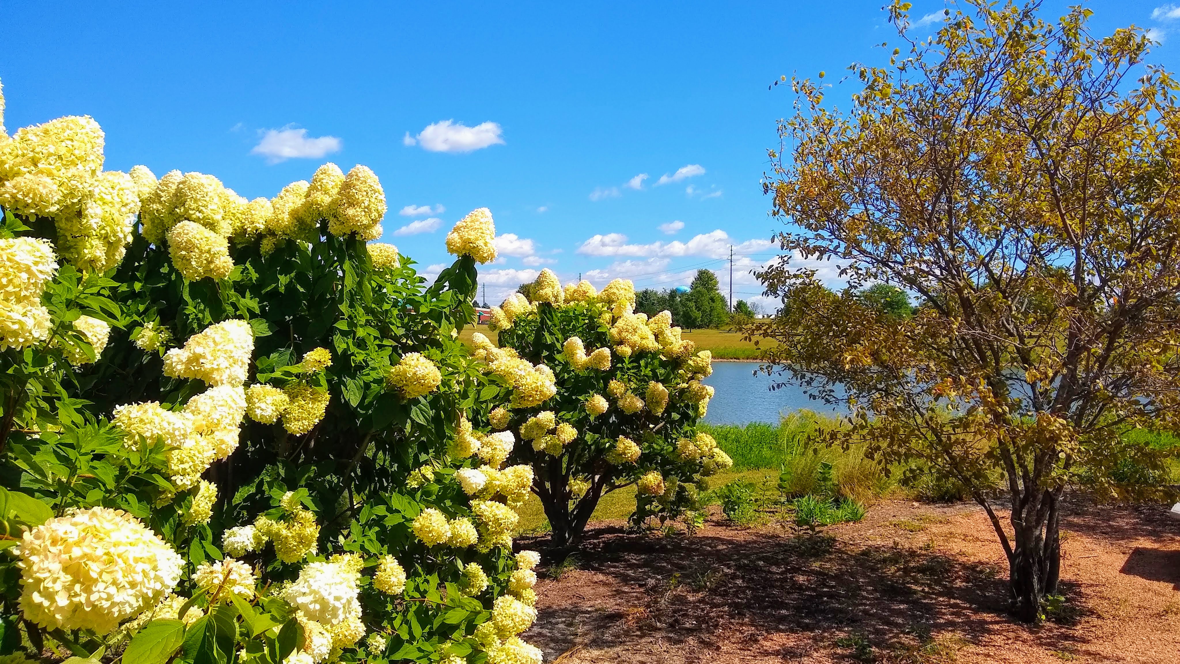 Congdon Gardens photo 6