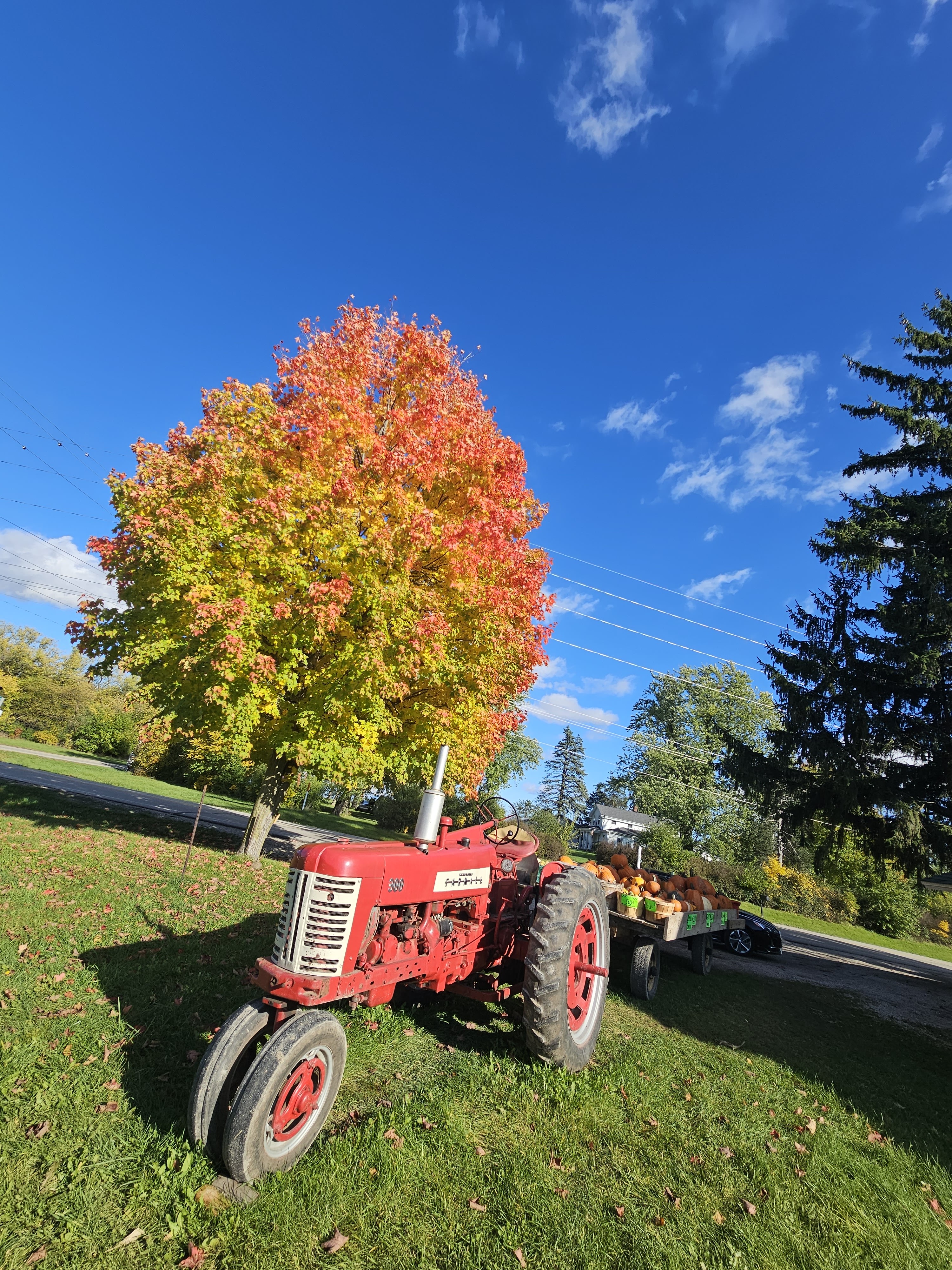 Reynolds Farm Stand photo 2