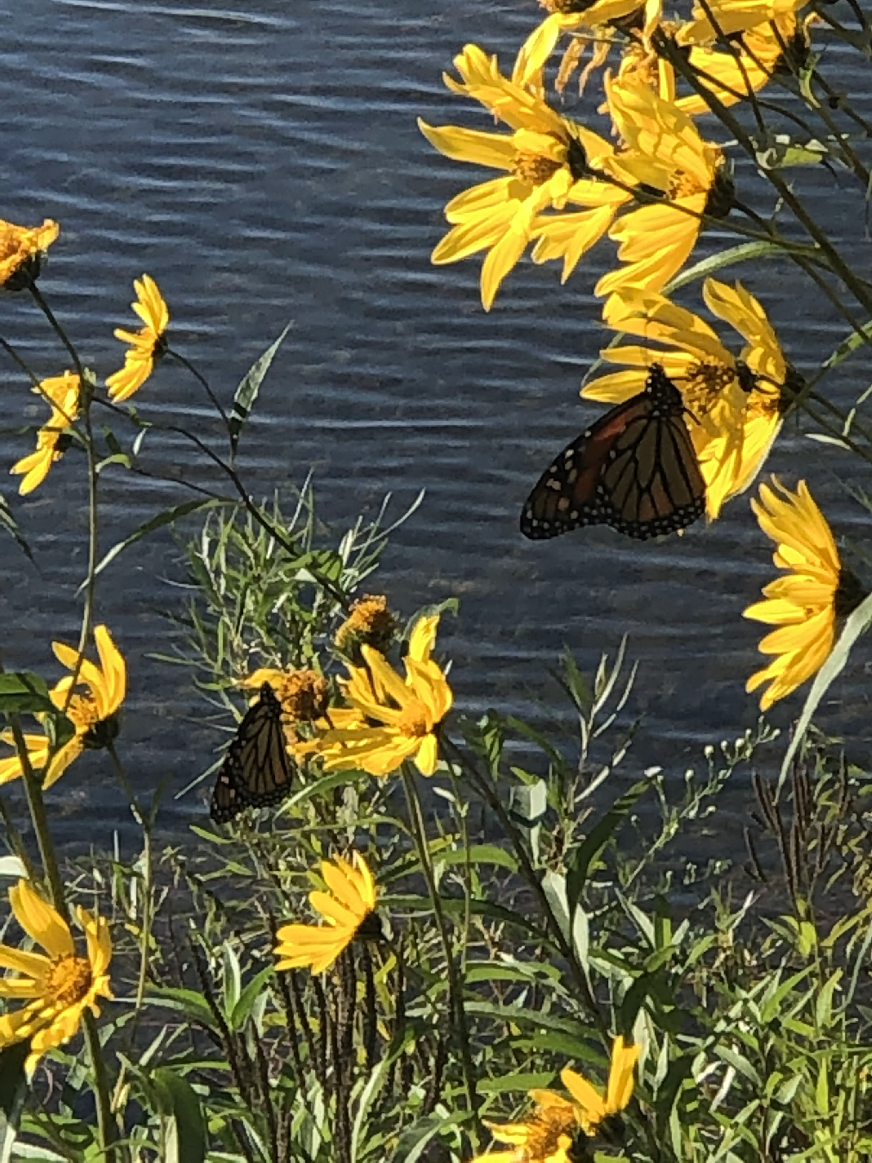 Babe Mann Park photo 6