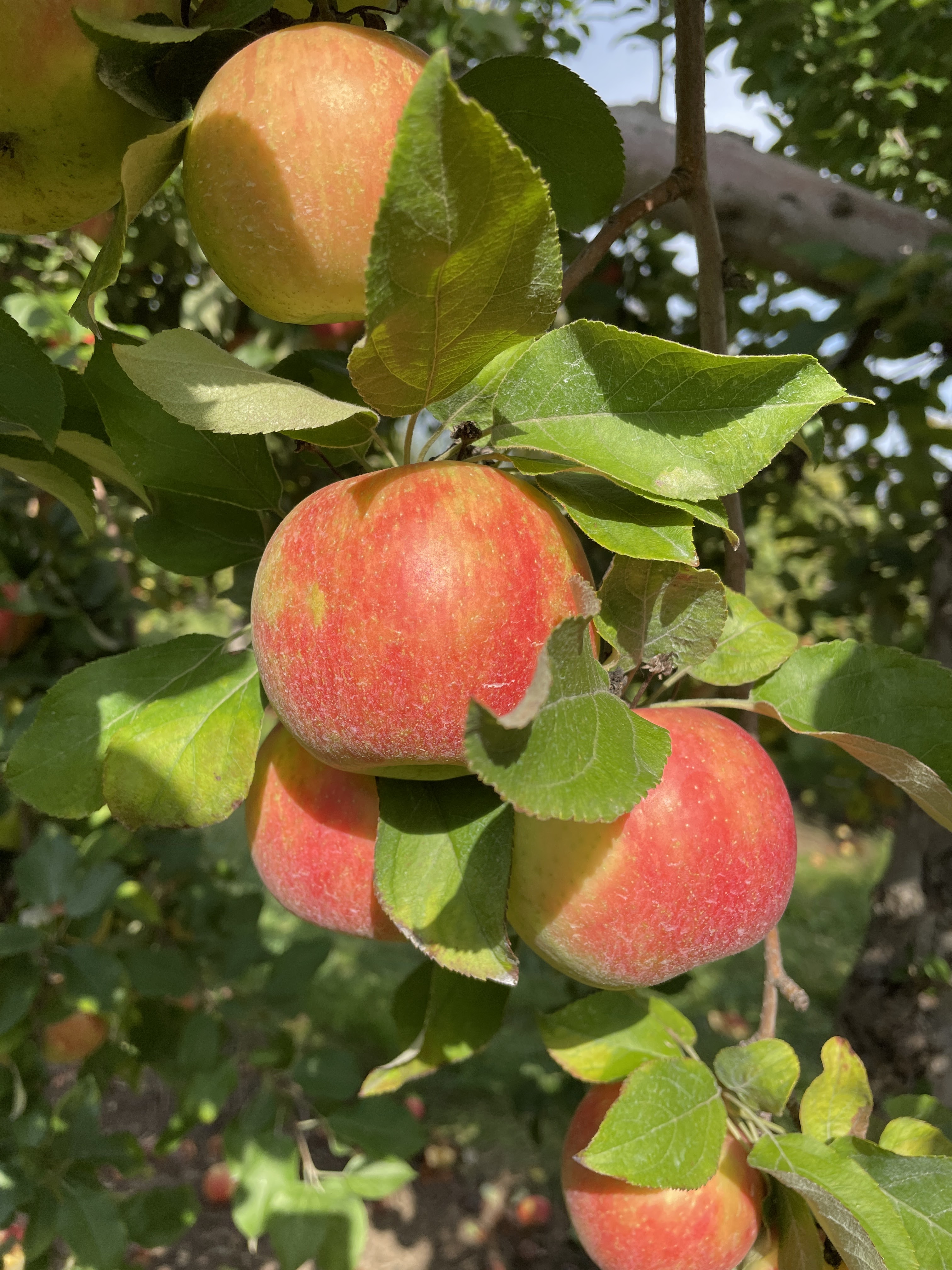 Apple Barn Orchard & Winery photo 3