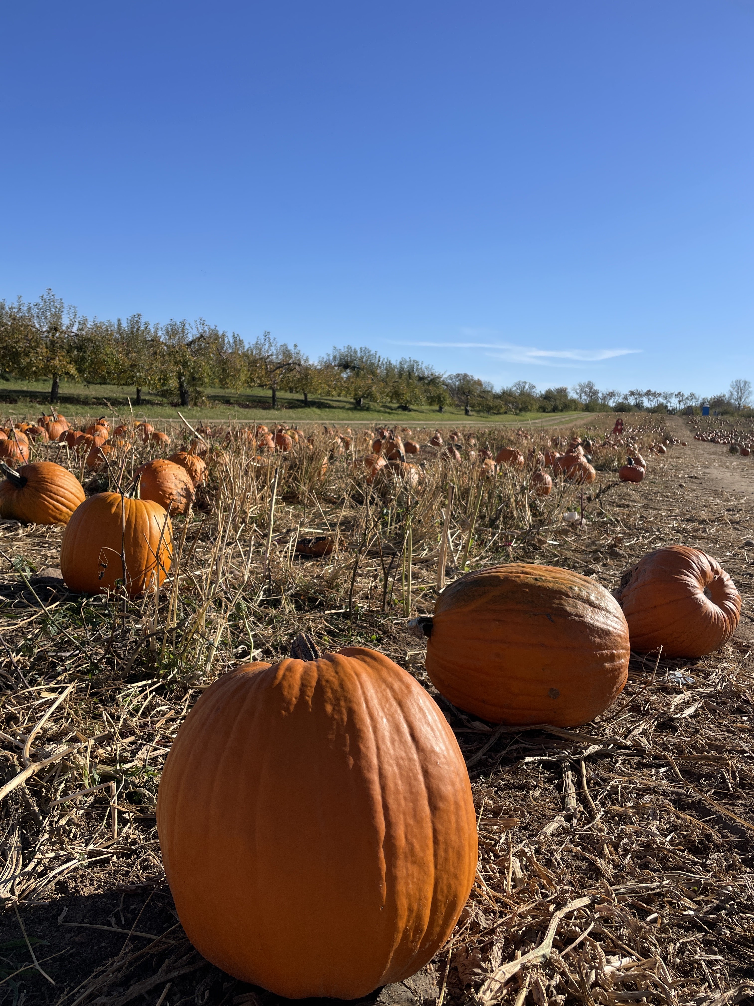 Apple Barn Orchard & Winery photo 6