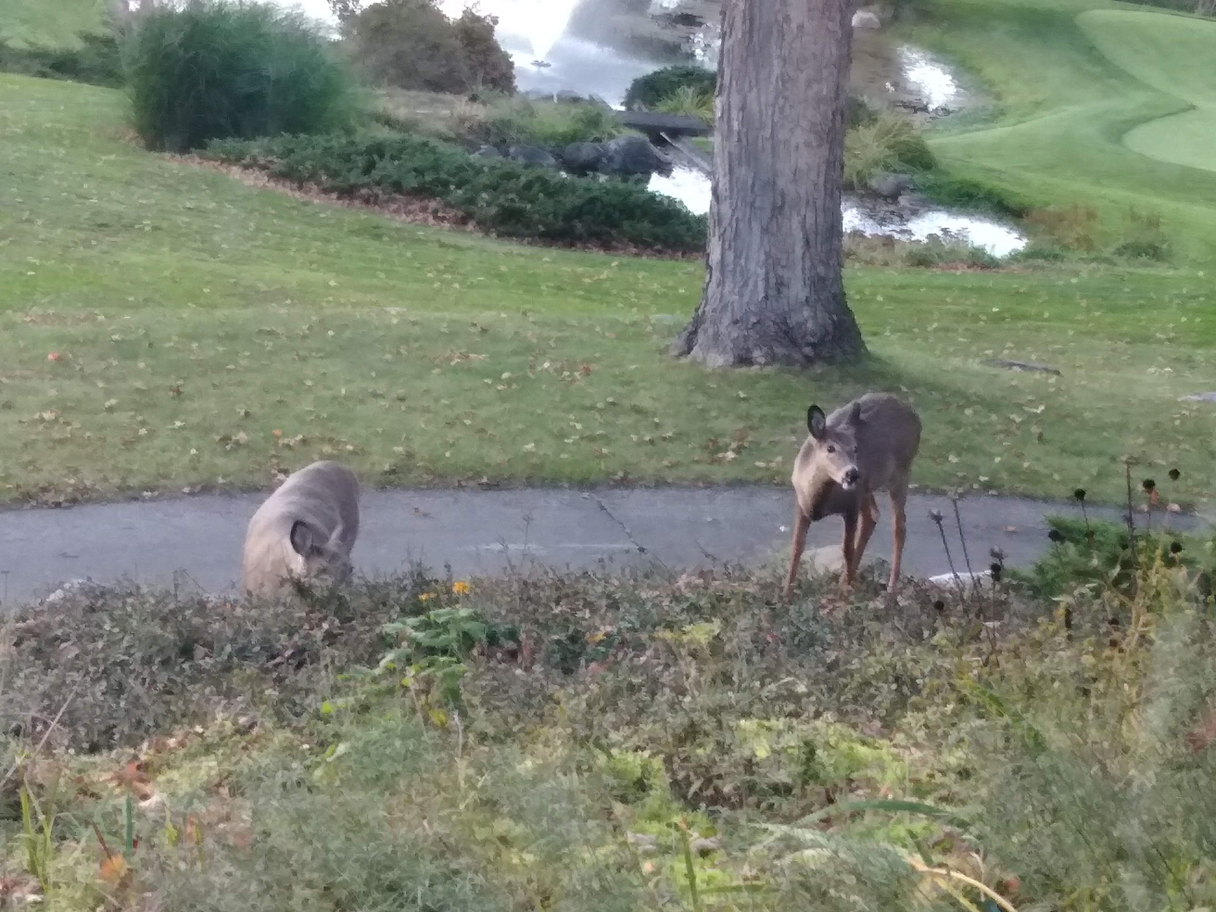 Big Foot Country Club photo 4