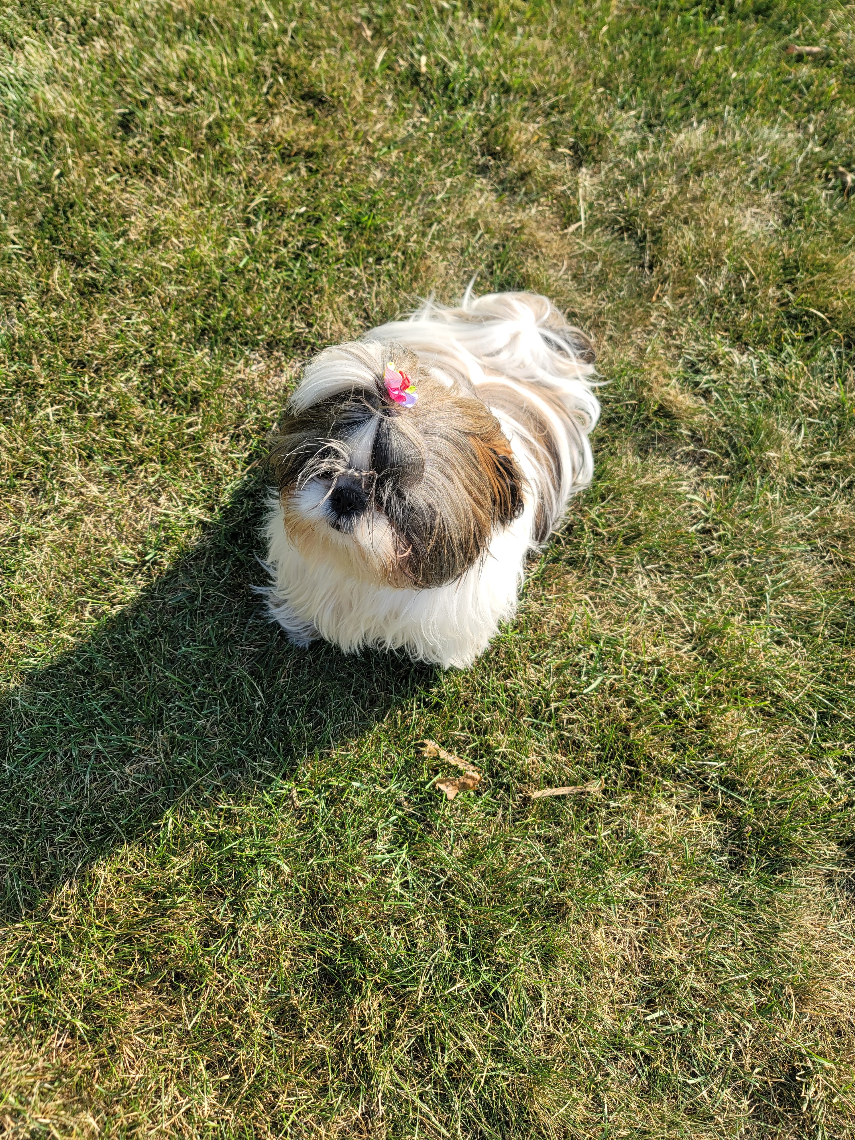 The Dog Spaw photo 5