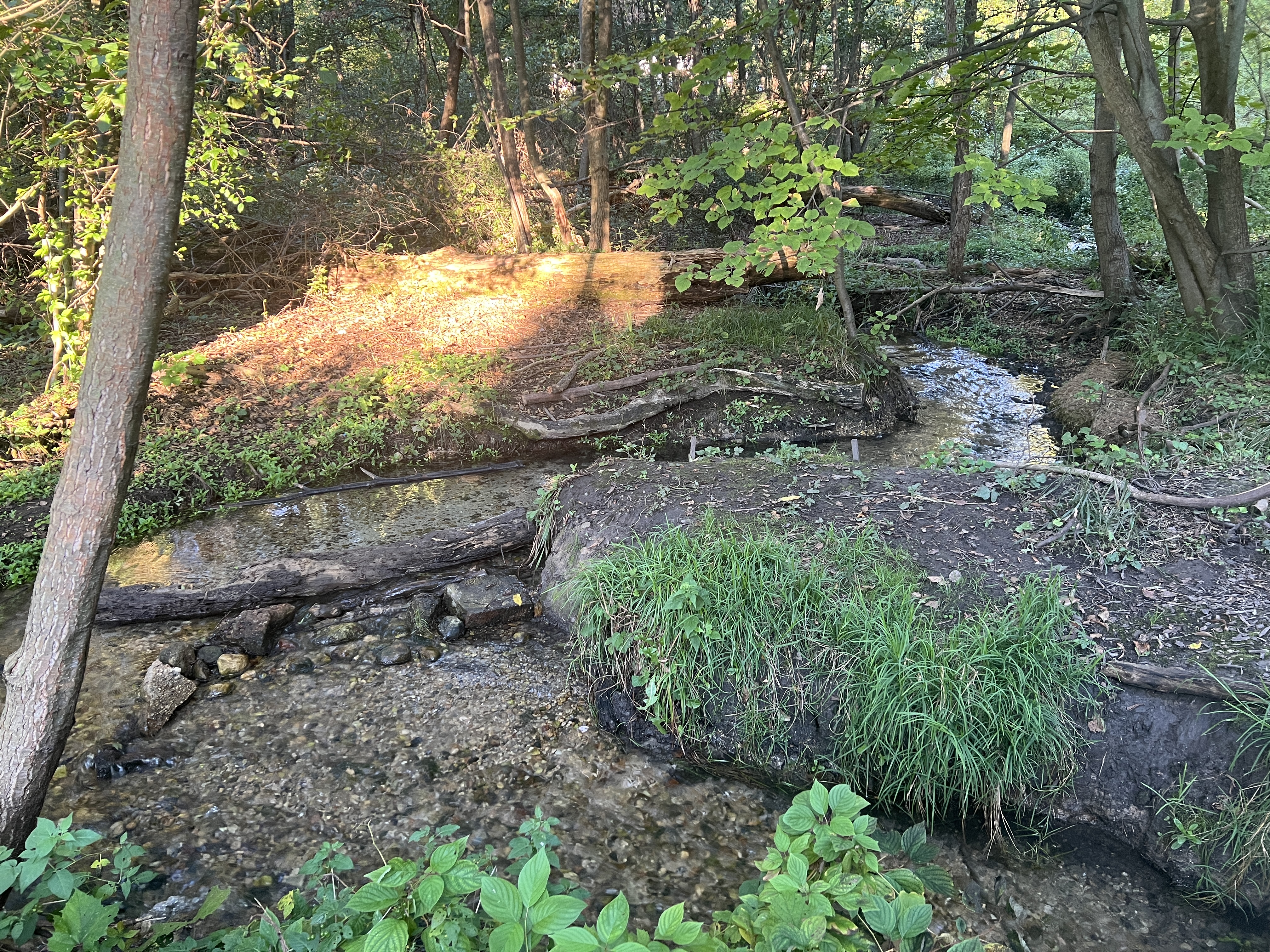 Hildebrand Nature Conservancy photo 6