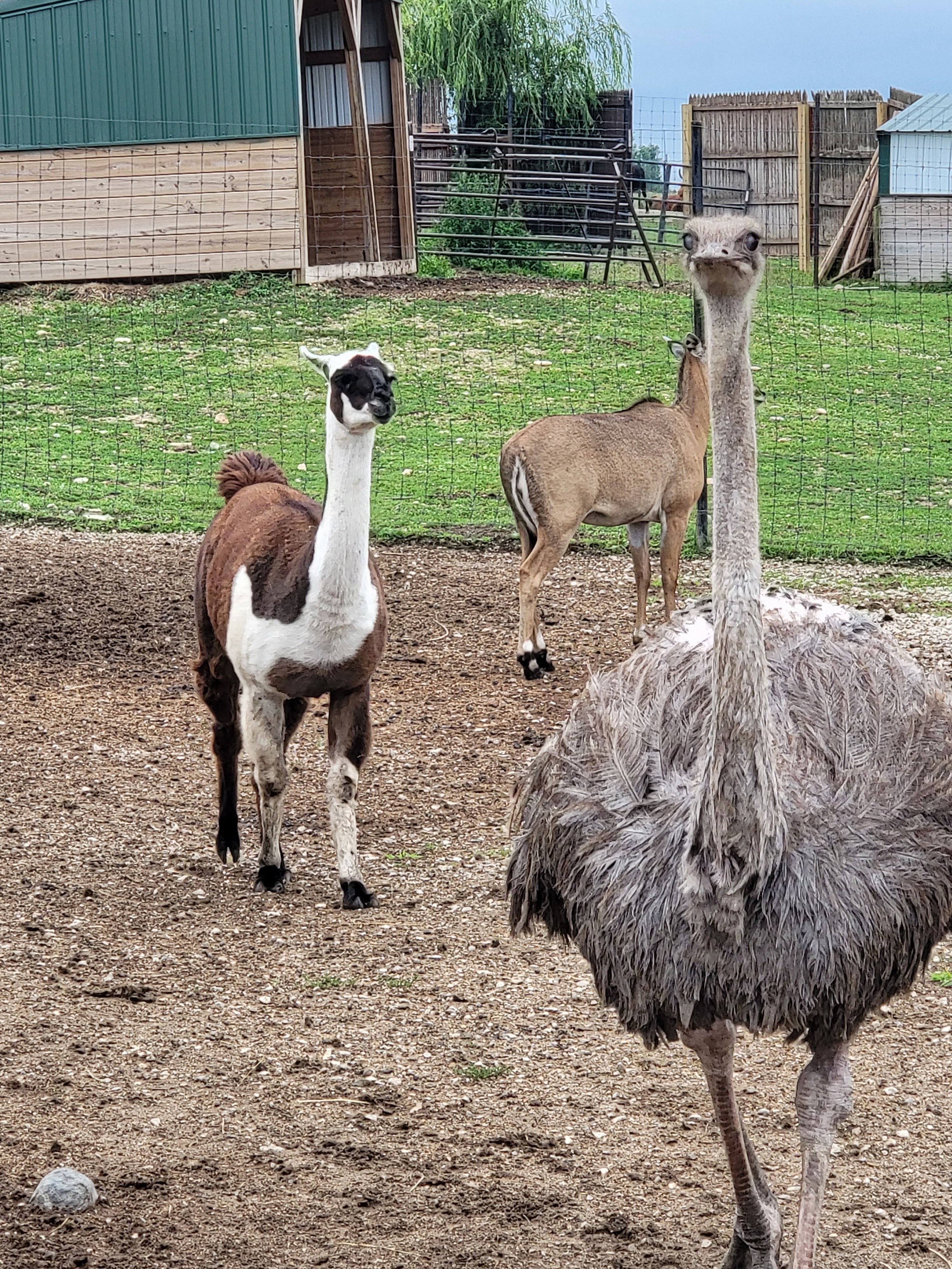 Safari Lake Geneva | Online Reservations Required photo 6