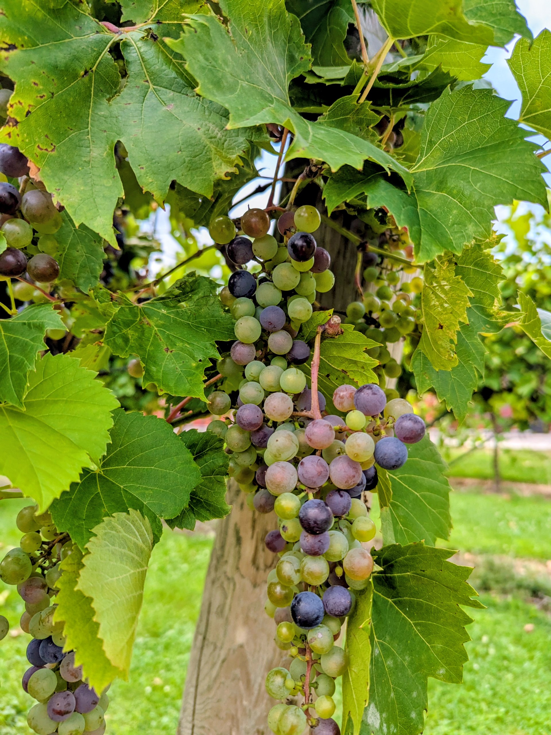 Staller Estate Winery & Distillery photo 6