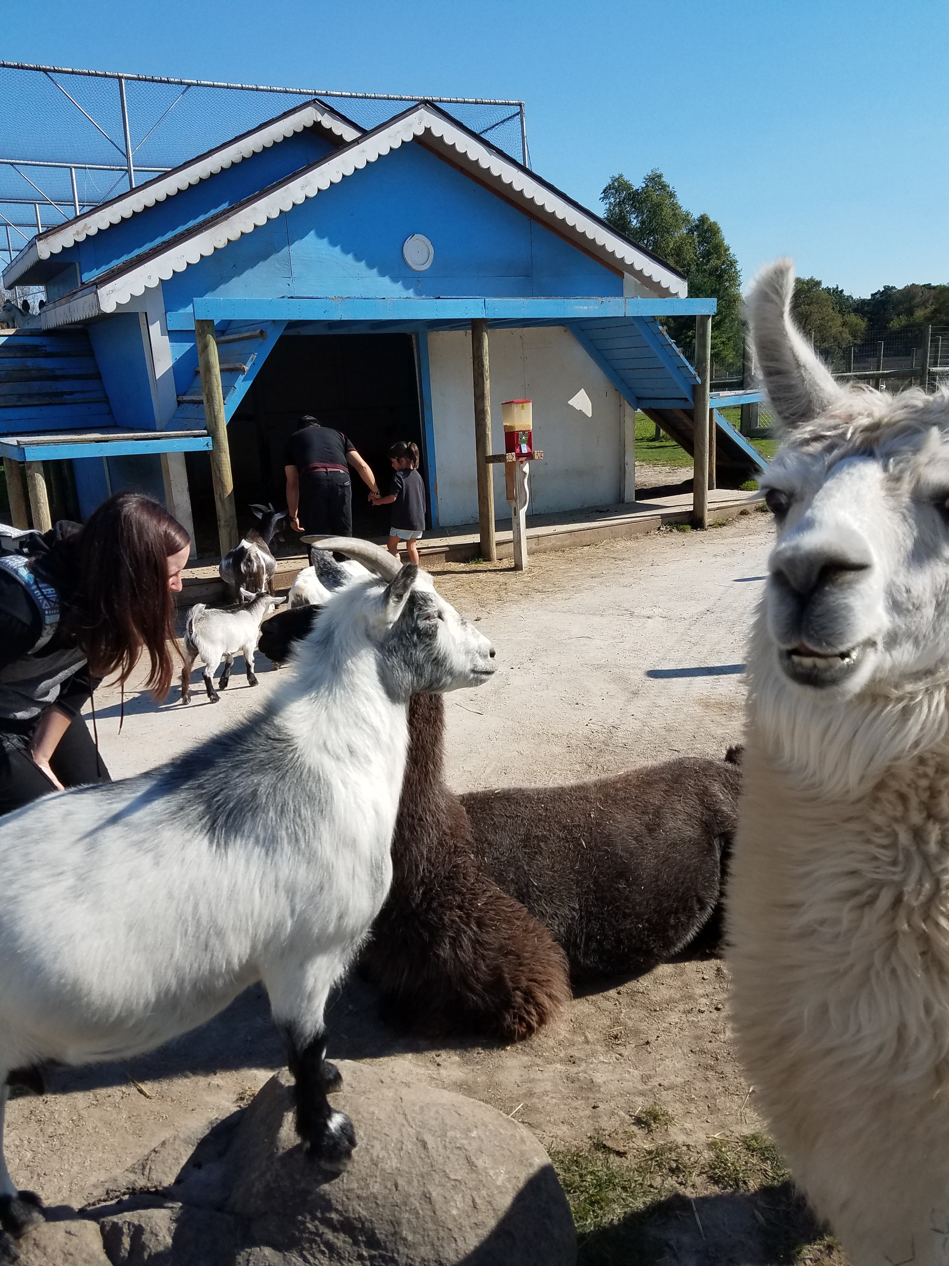 Animal Gardens Petting Zoo photo 3