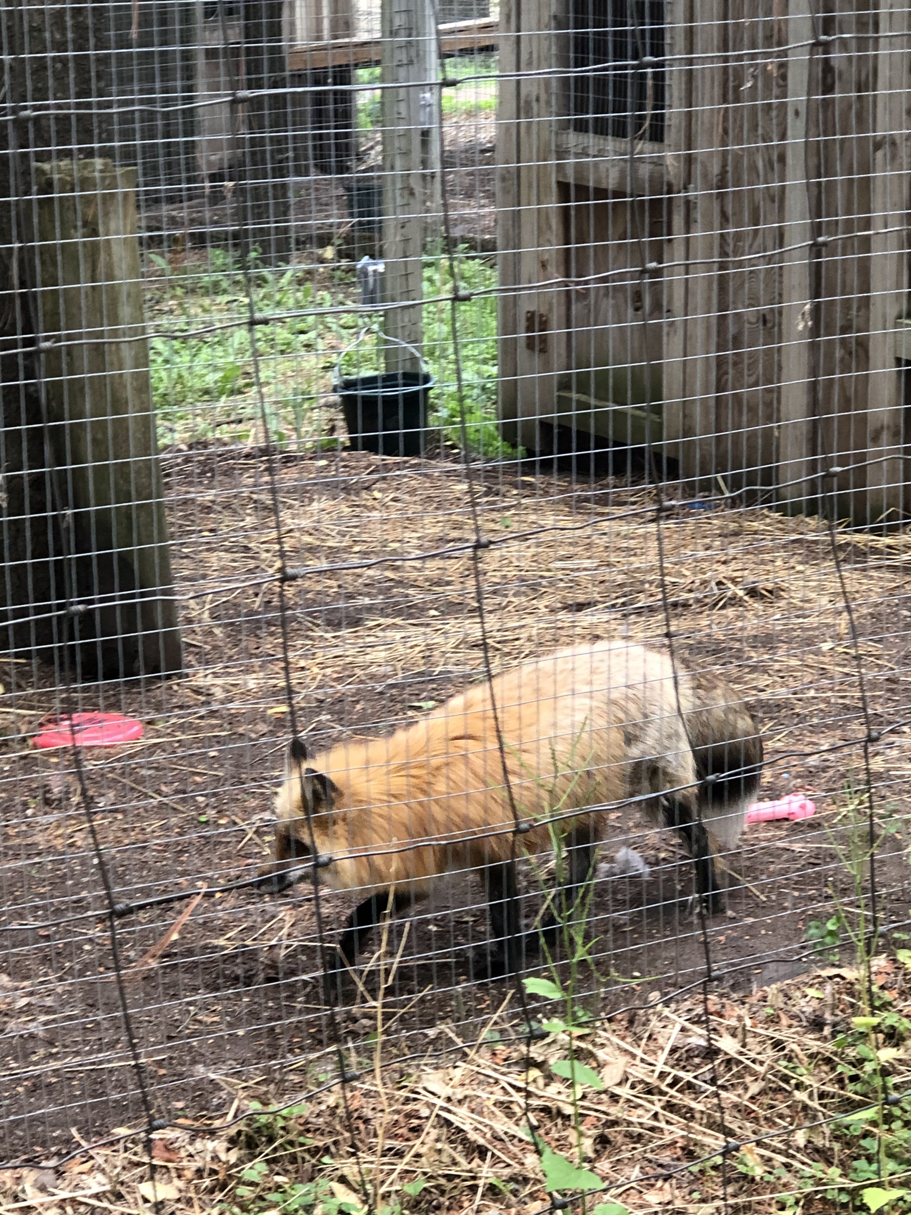 Animal Gardens Petting Zoo photo 4