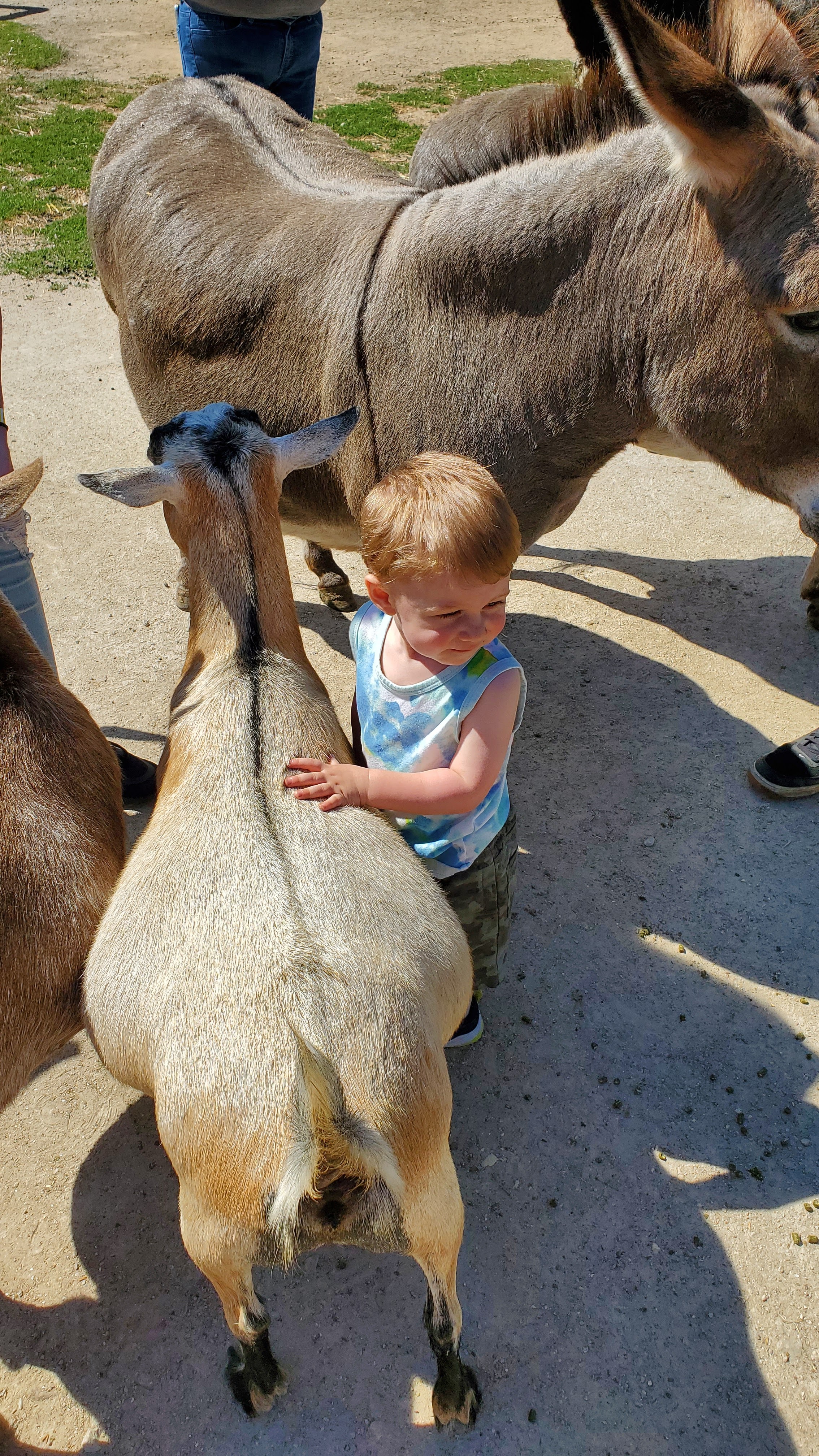 Animal Gardens Petting Zoo photo 6