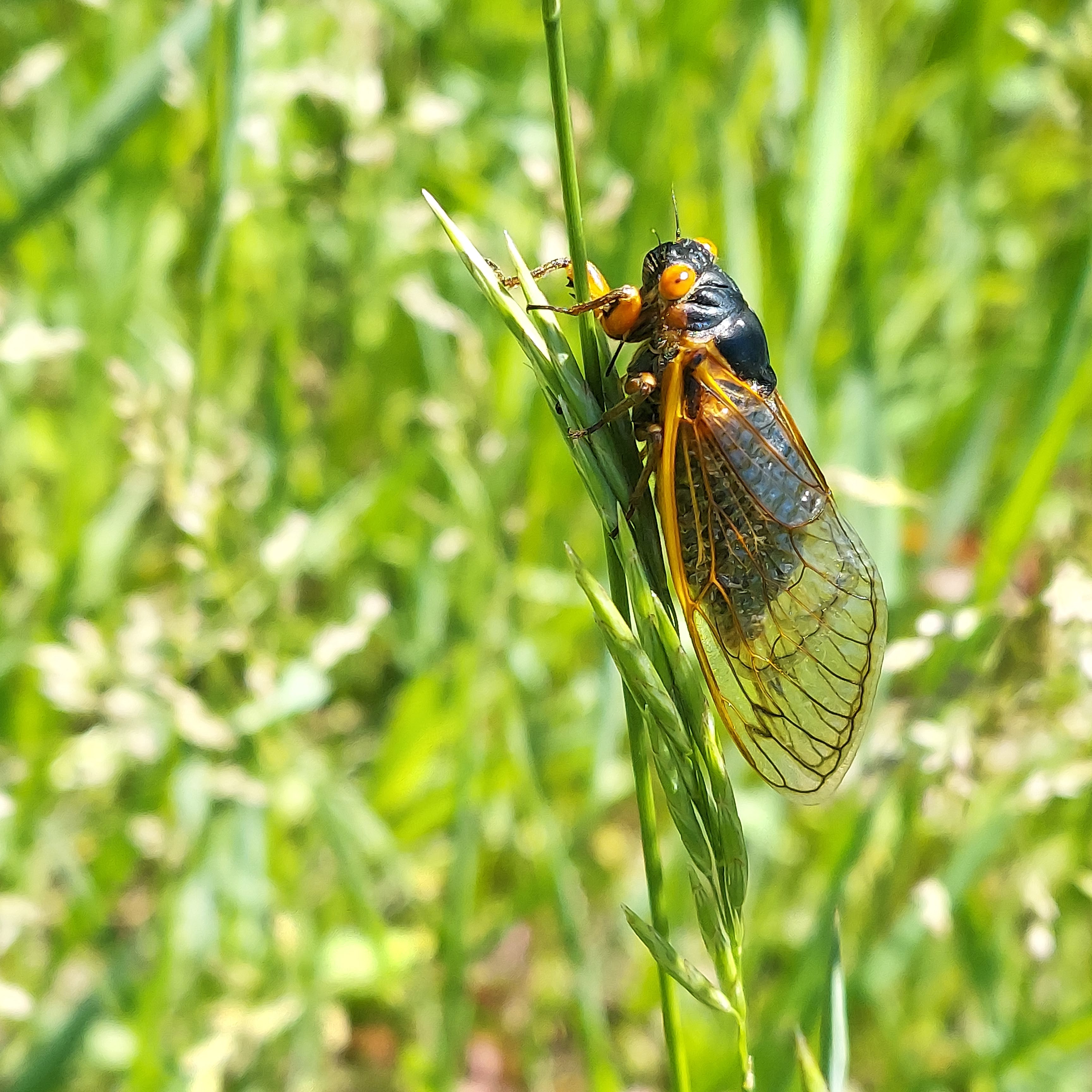 Lyons Wildlife Area