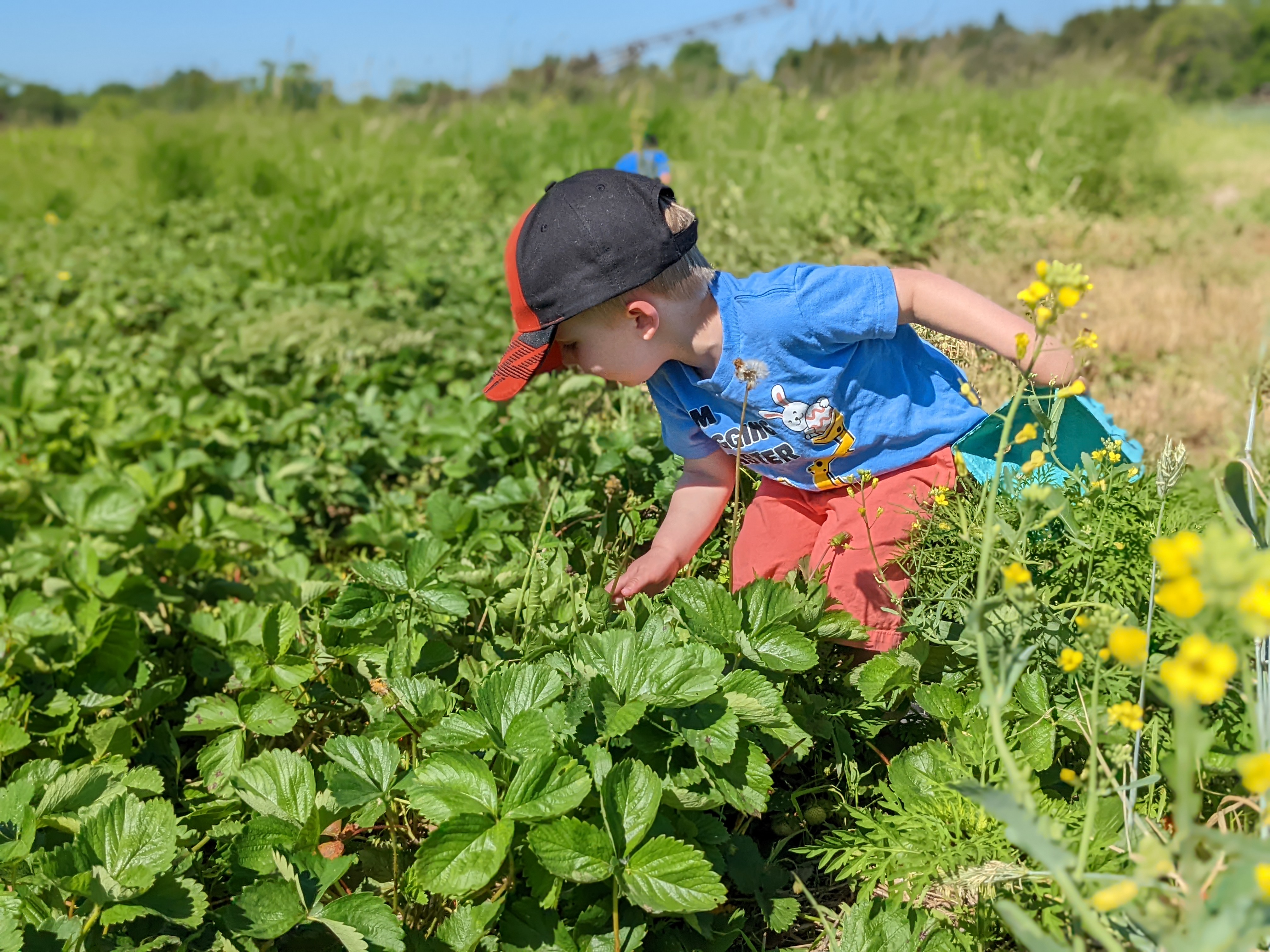 Blue Clay Berry Farm photo 2