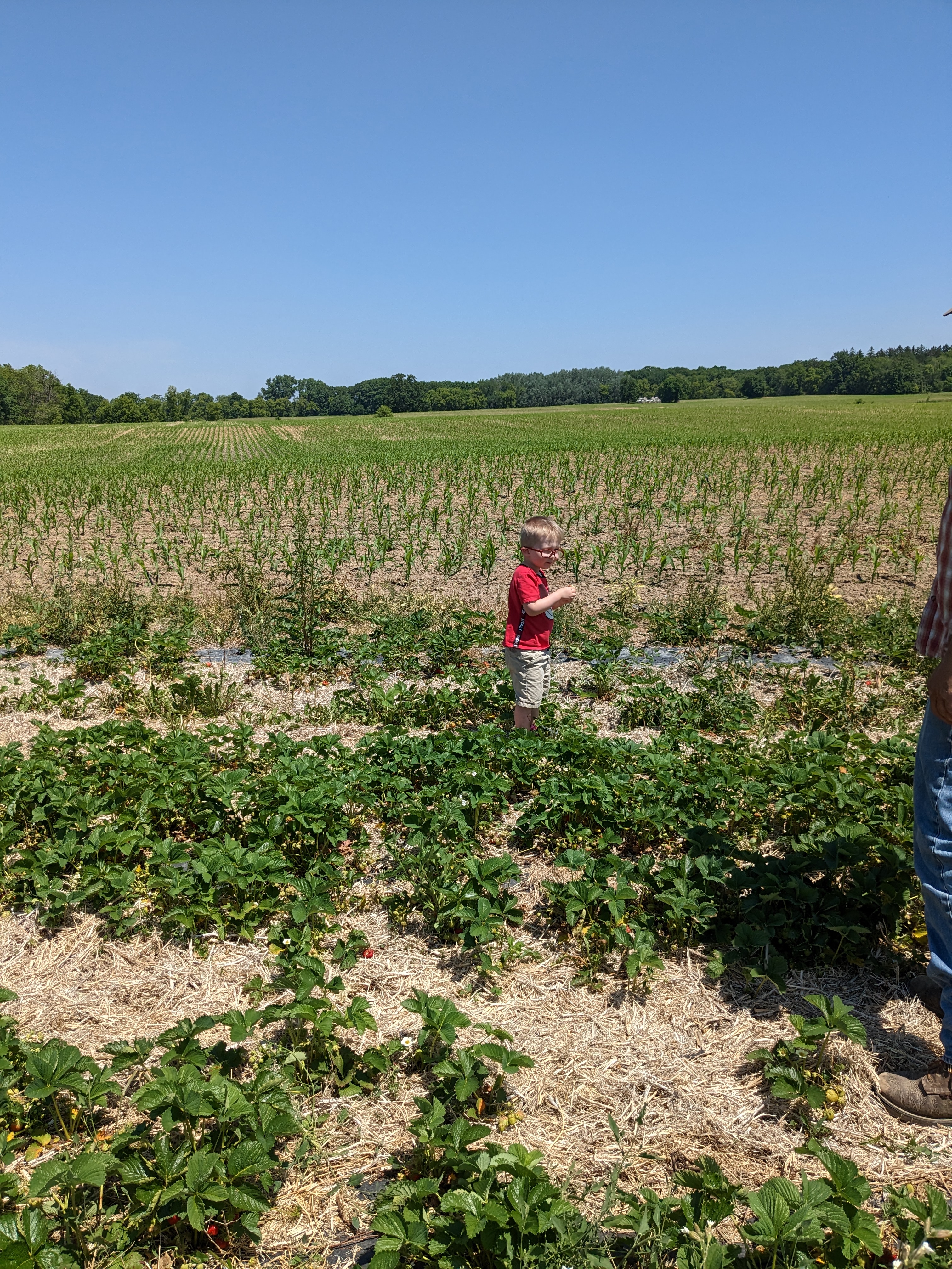 Blue Clay Berry Farm photo 3