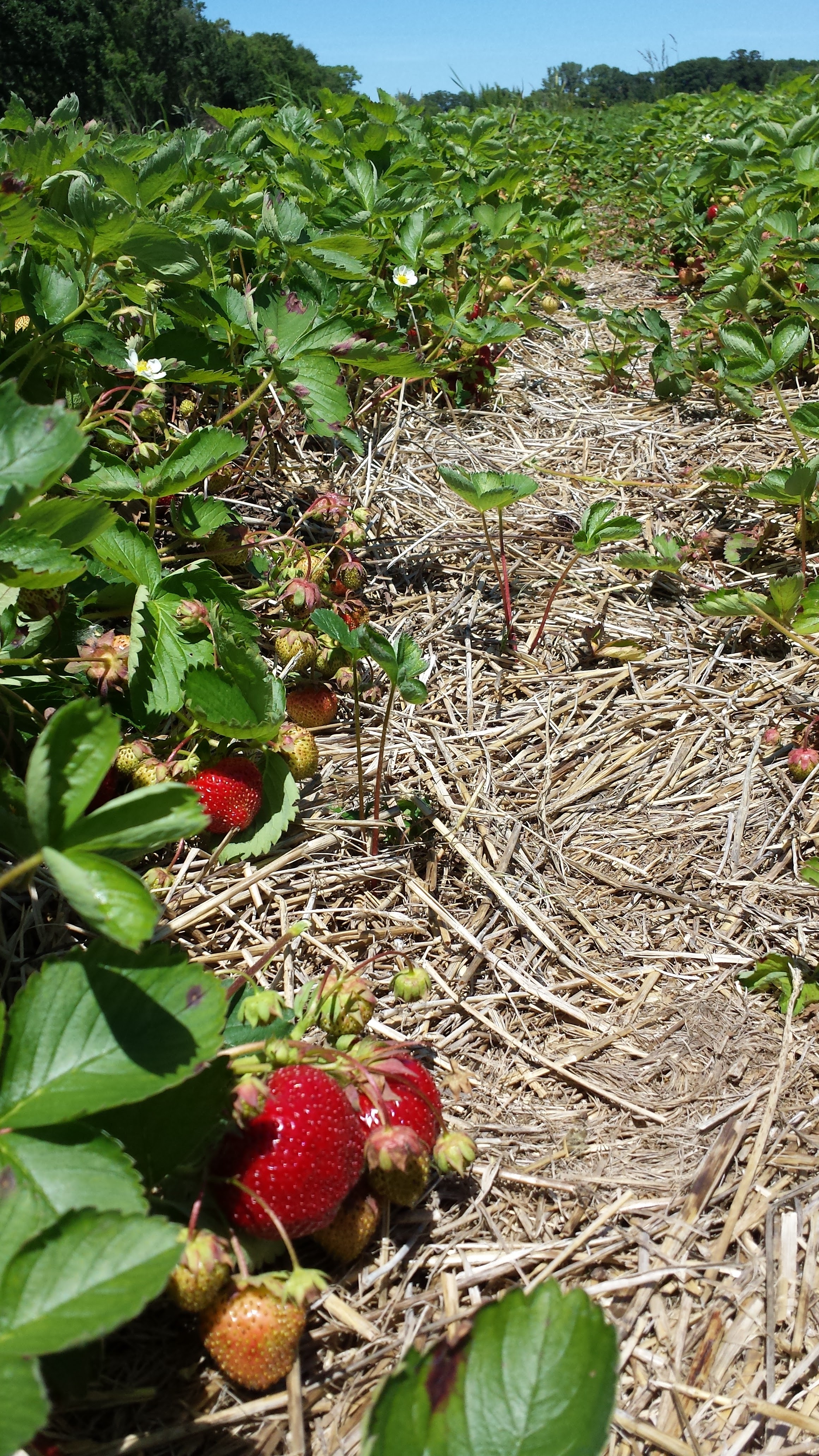 Blue Clay Berry Farm photo 4