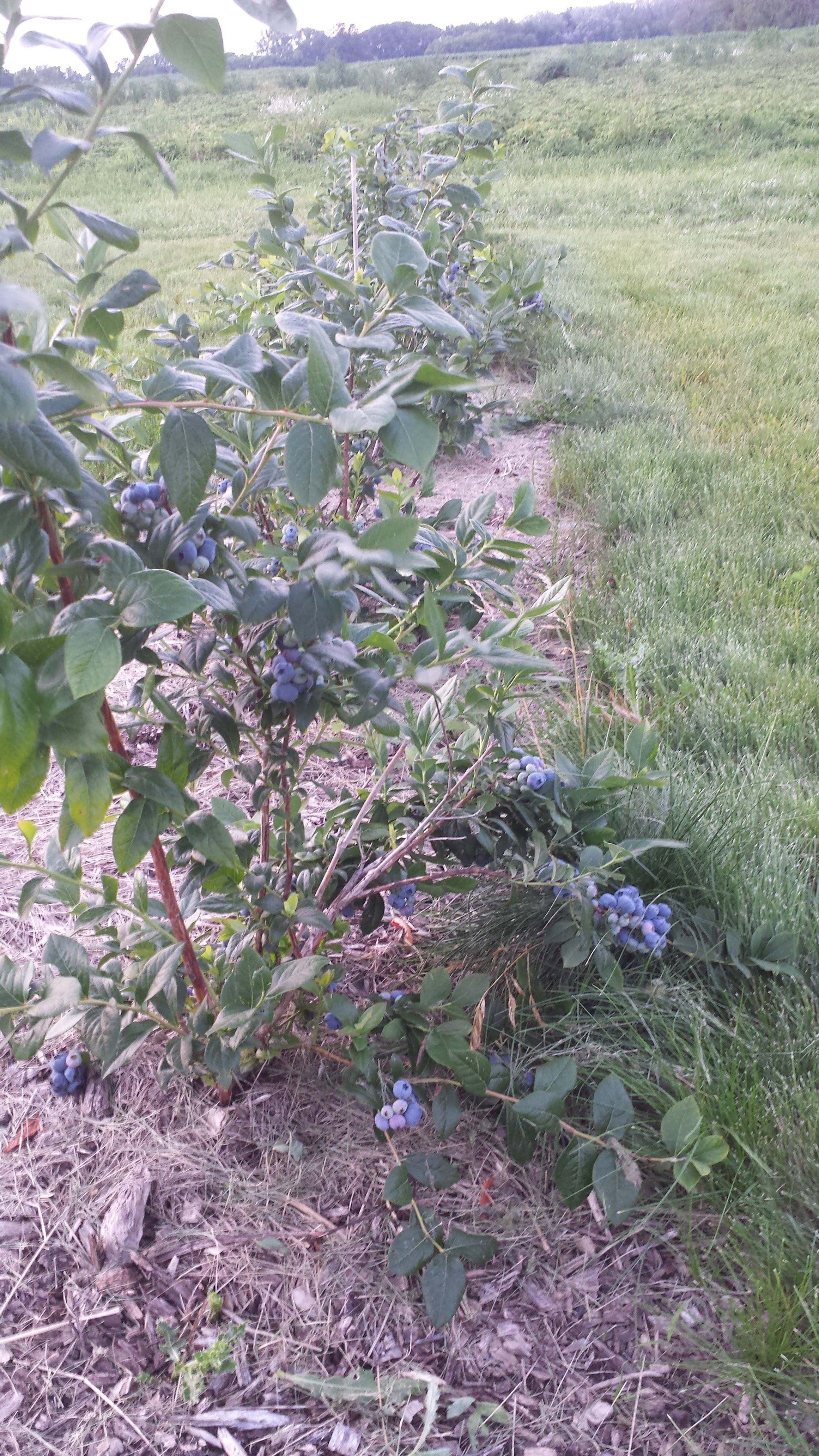 Blue Clay Berry Farm photo 5