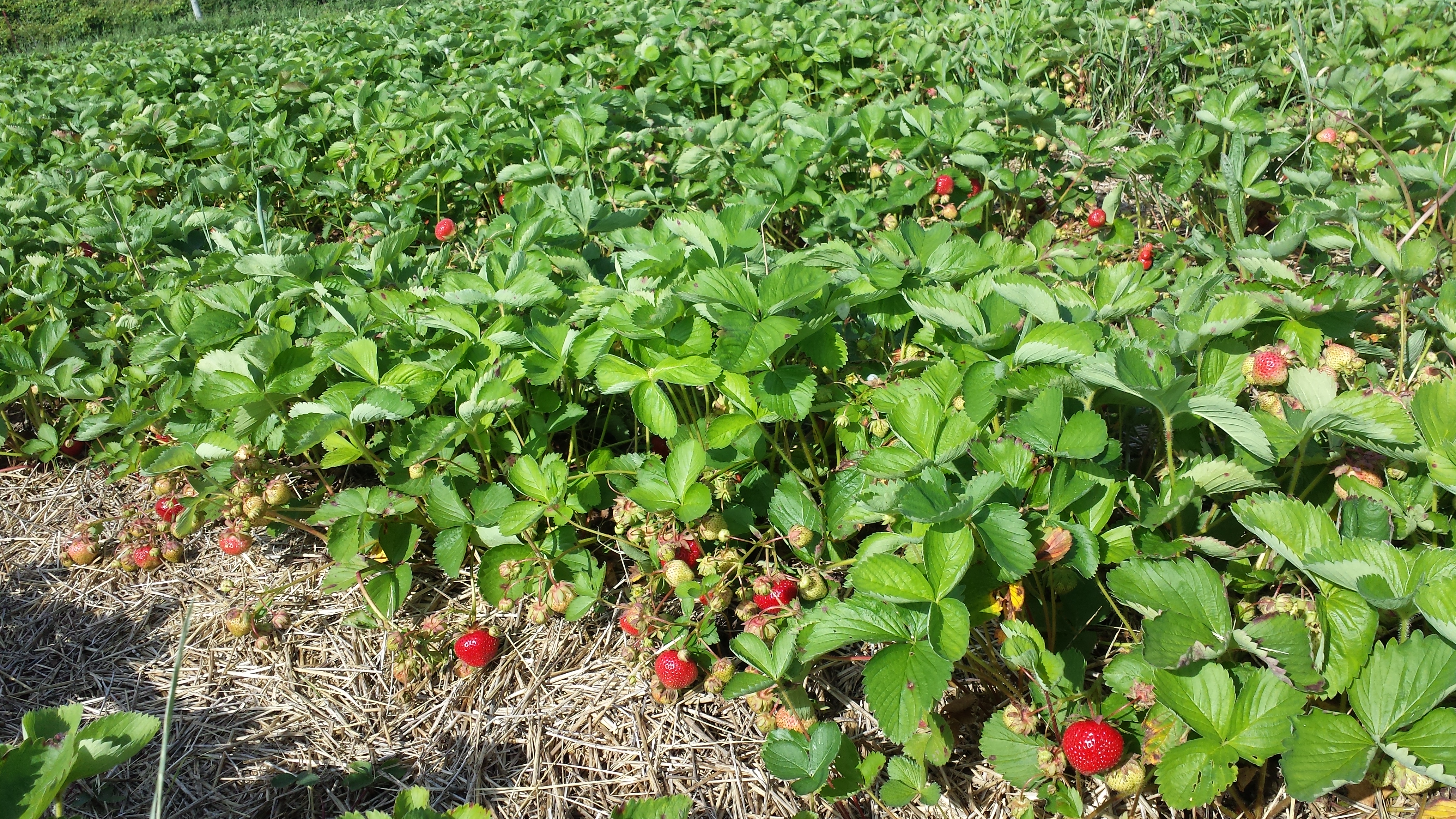Blue Clay Berry Farm photo 6